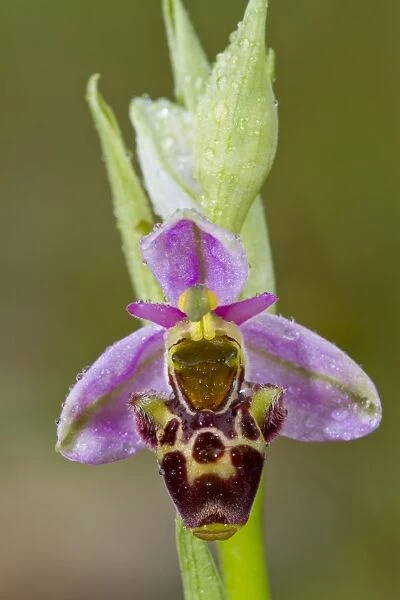 Woodcock Orchid (Ophrys scolopax) close-up of flower, with raindrops after rainfall, Causse de Gramat, Massif Central