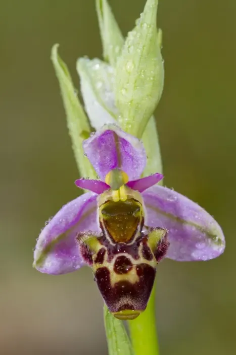 Framed Print : Woodcock Orchid (Ophrys scolopax) close-up of flower, with raindrops after rainfall, Causse de Gramat, Massif Central