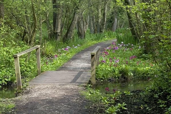 Wooden footbridge over canal in woodland garden, Fairhaven Garden Trust, South Walsham, The Broads, Norfolk, England