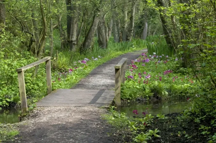 Framed Print : Wooden footbridge over canal in woodland garden, Fairhaven Garden Trust, South Walsham, The Broads, Norfolk, England Framed Print : Wooden footbridge over canal in woodland garden, Fairhaven Garden Trust, South Walsham, The Broads, Norfolk, England