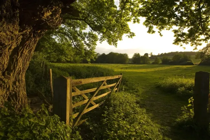 Framed Print : Wooden gate and oak tree at entrance to pasture in evening sunlight, Freston, Suffolk, England, may