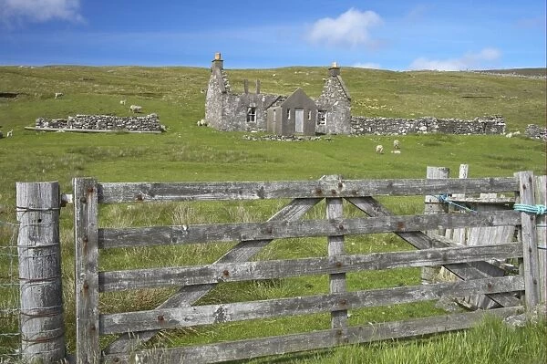Wooden gate and sheep grazing beside derelict croft, West Mainland, Shetland Islands, Scotland