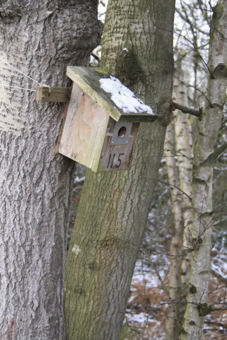Framed Print : Wooden nestbox fixed to tree trunk, in snow covered woodland at edge of river valley fen Framed Print : Wooden nestbox fixed to tree trunk, in snow covered woodland at edge of river valley fen