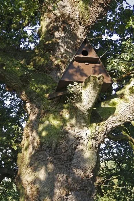 Framed Print : Wooden owl nestbox, sited in ancient Common Oak (Quercus robur) tree in woodland, Vicarage Plantation, Mendlesham Framed Print : Wooden owl nestbox, sited in ancient Common Oak (Quercus robur) tree in woodland, Vicarage Plantation, Mendlesham