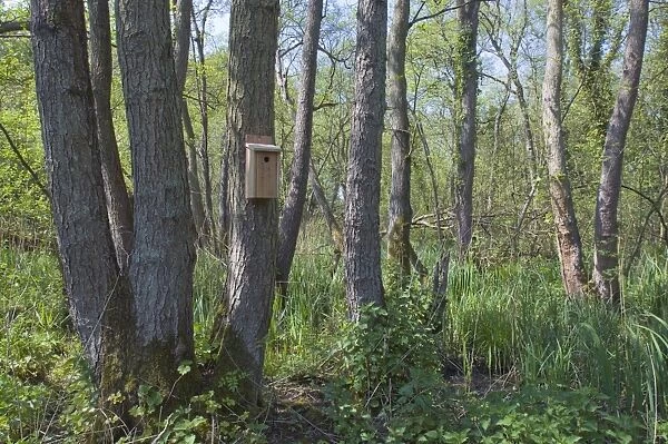 Wooden tit nestbox attached to tree trunk in woodland habitat, Norfolk, England, may