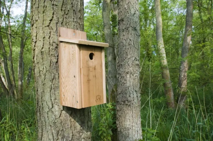 Framed Print : Wooden tit nestbox attached to tree trunk in woodland habitat, Norfolk, England, may Framed Print : Wooden tit nestbox attached to tree trunk in woodland habitat, Norfolk, England, may