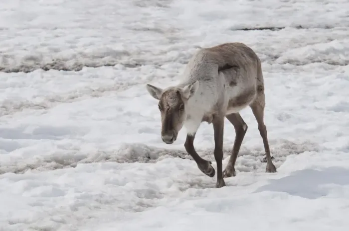 Framed Print : Woodland Caribou (Rangifer tarandus caribou) adult, walking in melting snow, Yukon Wildlife Preserve, Yukon, Canada, april Framed Print : Woodland Caribou (Rangifer tarandus caribou) adult, walking in melting snow, Yukon Wildlife Preserve, Yukon, Canada, april