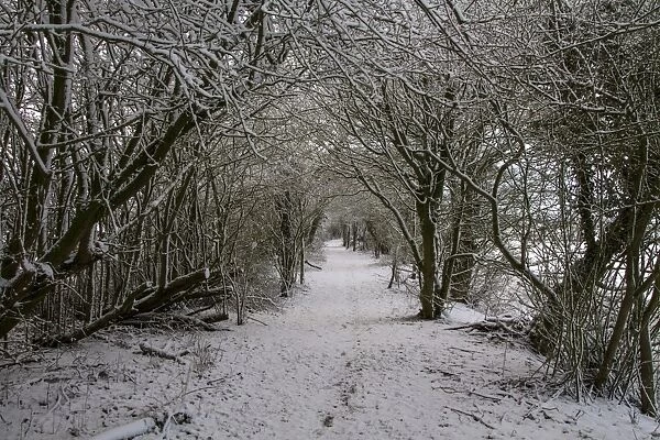 Woodland footpath in winter