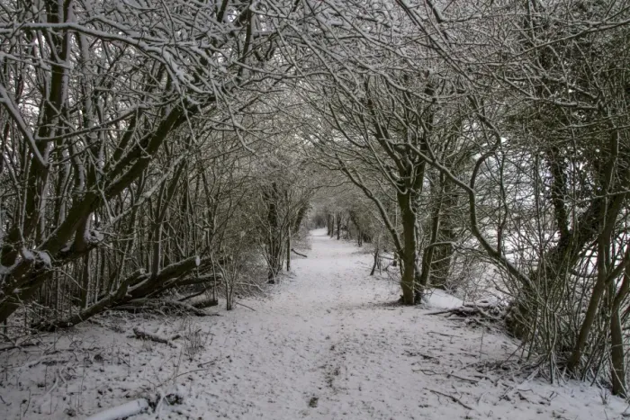 Framed Print : Woodland footpath in winter Framed Print : Woodland footpath in winter