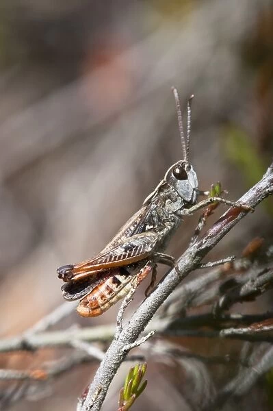 Woodland Grasshopper (Omocestus rufipes) adult, resting on heather, Thursley Common National Nature Reserve, Surrey