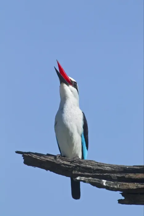 Framed Print : Woodland Kingfisher (Halcyon senegalensis) adult, calling, perched on dead branch, Okavango Delta, Botswana