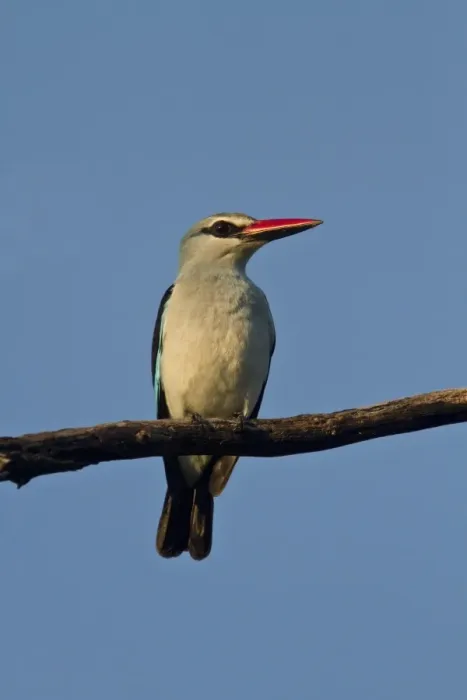 Framed Print : Woodland Kingfisher - Okavango Delta Botswana Framed Print : Woodland Kingfisher - Okavango Delta Botswana