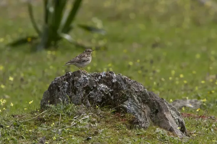 Framed Print : Woodlark on lichen covered rock - Extremadura Spain Framed Print : Woodlark on lichen covered rock - Extremadura Spain
