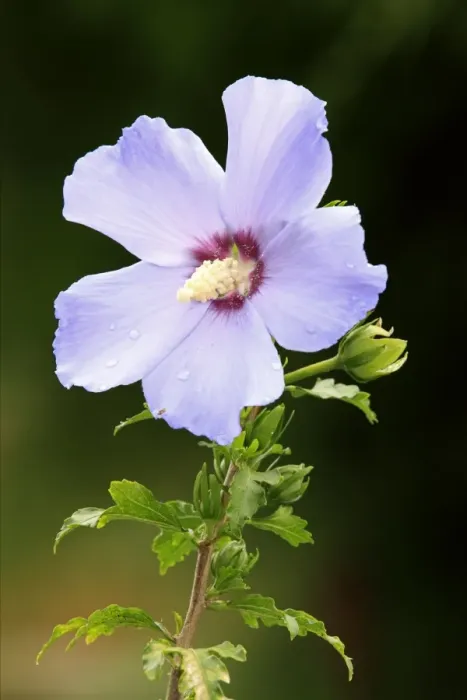 Framed Print : Woody Mallow (Hibiscus syriacus) close-up of flower, growing in garden, Germany
