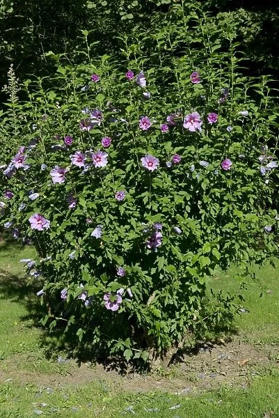 Woody Mallow (Hibiscus syriacus) flowering, on the banks of the Dordogne, Gironde, France