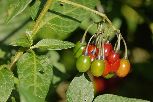 Woody Nightshade (Solanum dulcamara) close-up of ripening berries, West Sussex, England, september