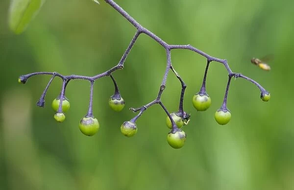 Woody Nightshade (Solanum dulcamara) close-up of unripe berries, West Canvey Marshes RSPB Reserve, Canvey Island