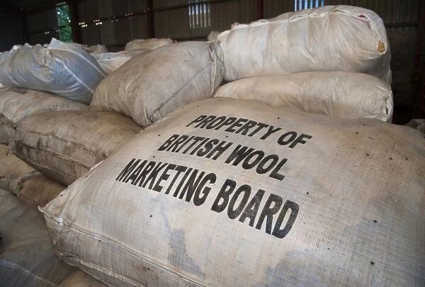 Wool bags ready for transport to British Wool Marketing Board Bradford Centre, Jervaulx, Masham, Ripon