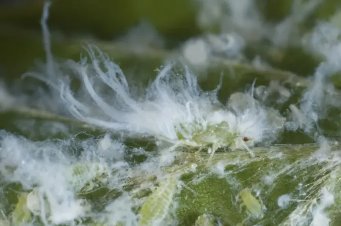 Framed Print : Woolly Beech Aphid, Phyllaphis fagi, colony on underside of young beech hedge leaves Framed Print : Woolly Beech Aphid, Phyllaphis fagi, colony on underside of young beech hedge leaves