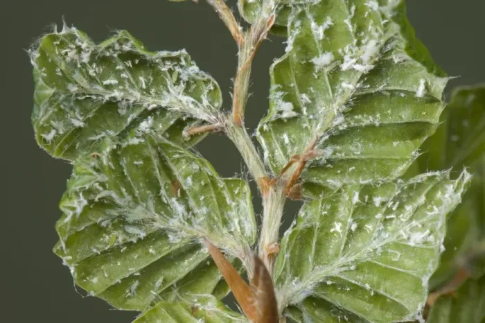 Framed Print : Woolly beech aphid, Phyllaphis fagi, on the underside of young beech hedge leaves