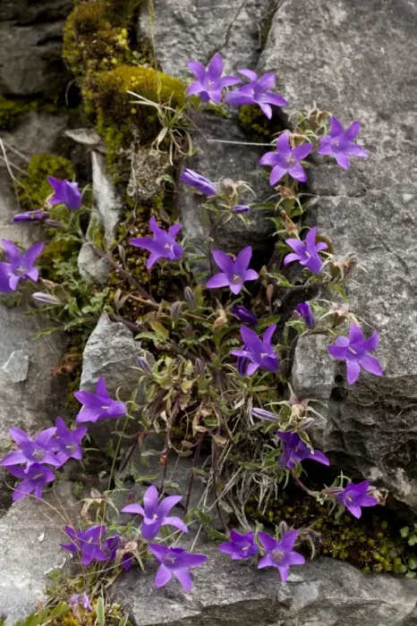 Framed Print : Woolly Bellflower (Campanula lanata) flowering, Triglav Gorge, Balkan Mountains, Bulgaria, June Framed Print : Woolly Bellflower (Campanula lanata) flowering, Triglav Gorge, Balkan Mountains, Bulgaria, June