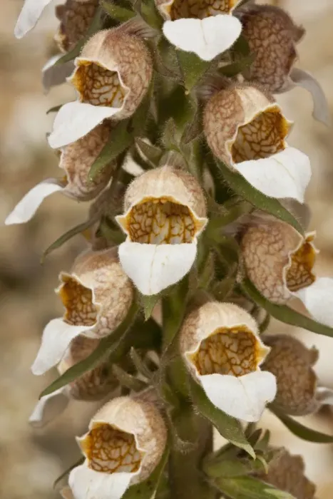 Framed Print : Woolly Foxglove (Digitalis lanata) close-up of flowers, Rila Mountains, Bulgaria, May Framed Print : Woolly Foxglove (Digitalis lanata) close-up of flowers, Rila Mountains, Bulgaria, May
