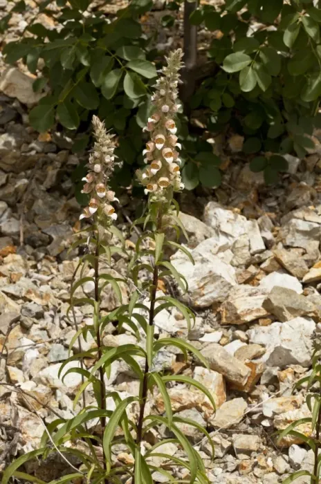 Framed Print : Woolly Foxglove (Digitalis lanata) flowering, Rila Mountains, Bulgaria, May Framed Print : Woolly Foxglove (Digitalis lanata) flowering, Rila Mountains, Bulgaria, May