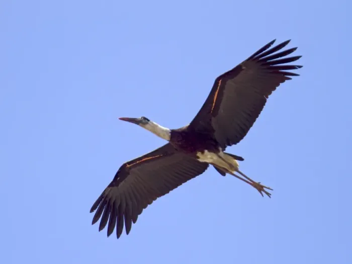 Framed Print : Woolly-necked Stork (Ciconia episcopus) adult, in flight, Uttaranchal, India, january