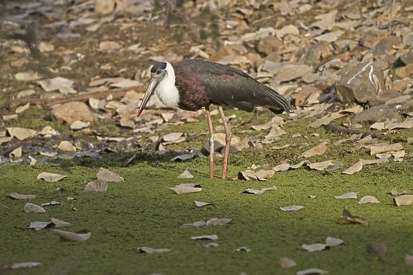 Woolly-necked Stork (Ciconia episcopus episcopus) adult, standing in water, Ranthambore N. P. Rajasthan, India, March