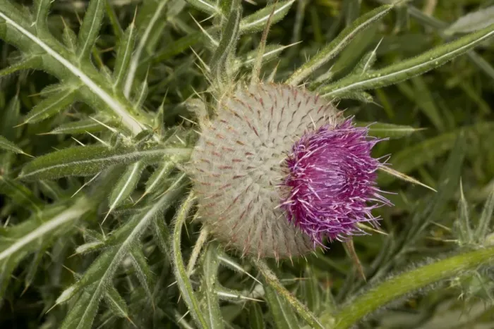 Framed Print : Woolly Thistle (Cirsium eriophorum) close-up of flowerhead, Dorset, England, July Framed Print : Woolly Thistle (Cirsium eriophorum) close-up of flowerhead, Dorset, England, July