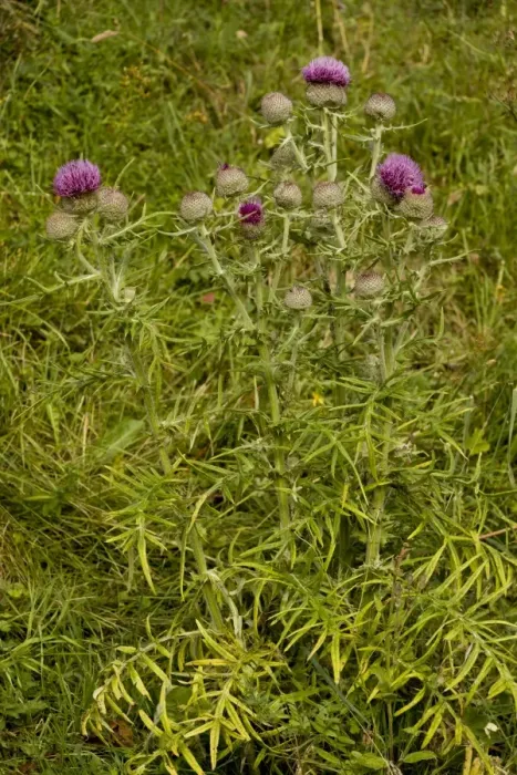 Framed Print : Woolly Thistle (Cirsium eriophorum) flowering, growing in limestone grassland, France, August Framed Print : Woolly Thistle (Cirsium eriophorum) flowering, growing in limestone grassland, France, August