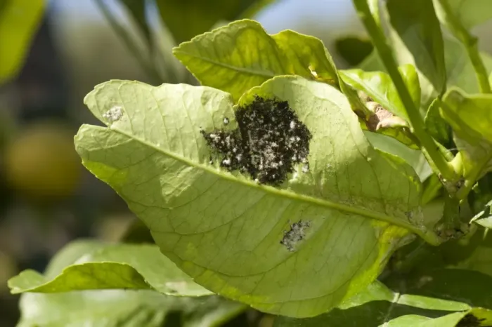 Framed Print : Woolly whitefly, Aleurothrixus floccosus, with sooty mould on the honeydew on the underside of a lemon leaf of a tree Framed Print : Woolly whitefly, Aleurothrixus floccosus, with sooty mould on the honeydew on the underside of a lemon leaf of a tree