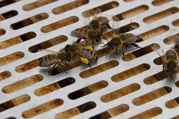 Worker bees examine bee with pollen on its legs, they are on the metal barrier used to stop the queen bee from moving