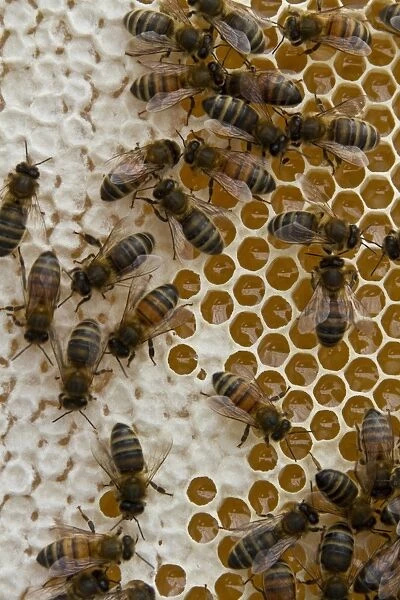 Worker bees on honey / nectar cells