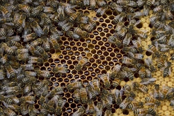 Worker bees tending drone and honey / nectar cells in the brood frame part of the hive