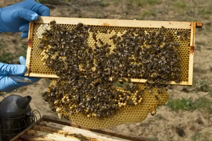 Framed Print : Worker bees tending drone and honey / nectar cells in the brood frame part of the hive