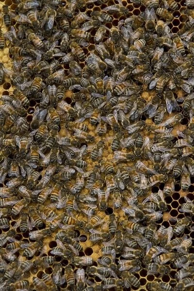 Worker bees tending larva and honey / nectar cells in the brood frame part of the hive