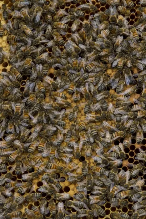 Framed Print : Worker bees tending larva and honey / nectar cells in the brood frame part of the hive Framed Print : Worker bees tending larva and honey / nectar cells in the brood frame part of the hive