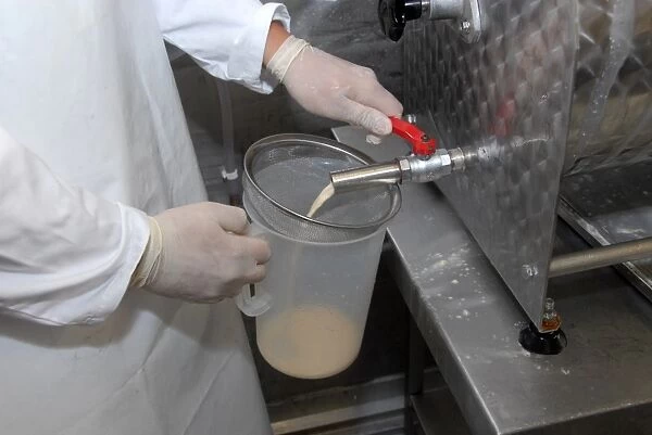 Worker extracting whey from churn, making organically made butter from unpasteurized milk, on organic dairy farm