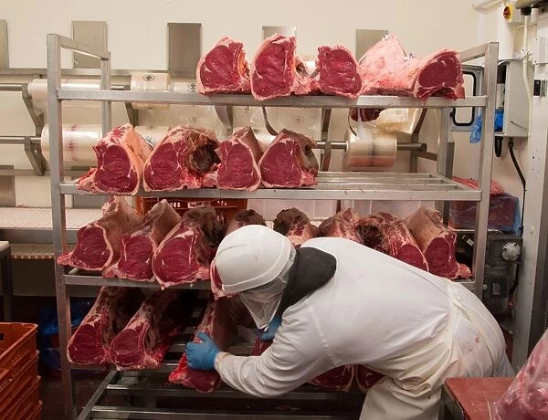 Worker with sirloin joints of beef in abattoir, Yorkshire, England, February