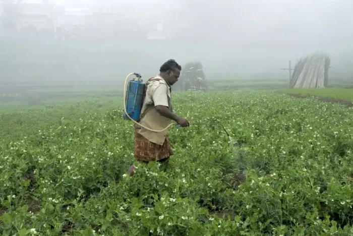 Framed Print : Worker spraying pesticides on vegetable crops in terraced field, Kodaikanal, Tamil Nadu, India Framed Print : Worker spraying pesticides on vegetable crops in terraced field, Kodaikanal, Tamil Nadu, India