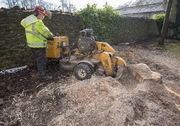 Worker using Carlton stump grinder to remove tree stump, Whalley, Clitheroe, Lancashire, England, January