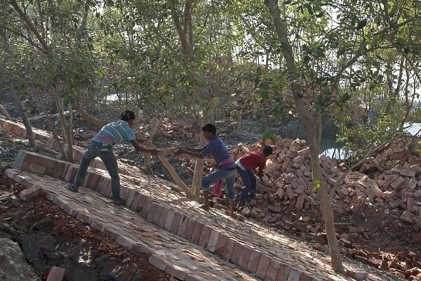 Workers with bricks used for flood defence repairs, Sundarbans, Ganges Delta, West Bengal, India, March