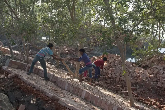 Framed Print : Workers with bricks used for flood defence repairs, Sundarbans, Ganges Delta, West Bengal, India, March Framed Print : Workers with bricks used for flood defence repairs, Sundarbans, Ganges Delta, West Bengal, India, March
