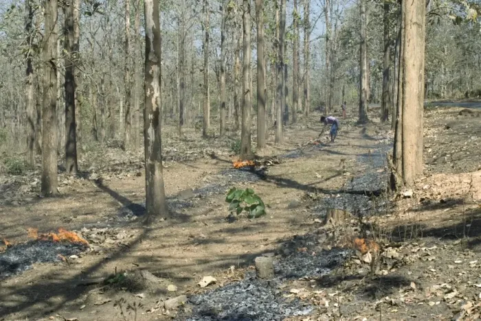 Framed Print : Workers putting burning fireline to avoid forest fire during summer season, Wynad Forest, Wayanad District