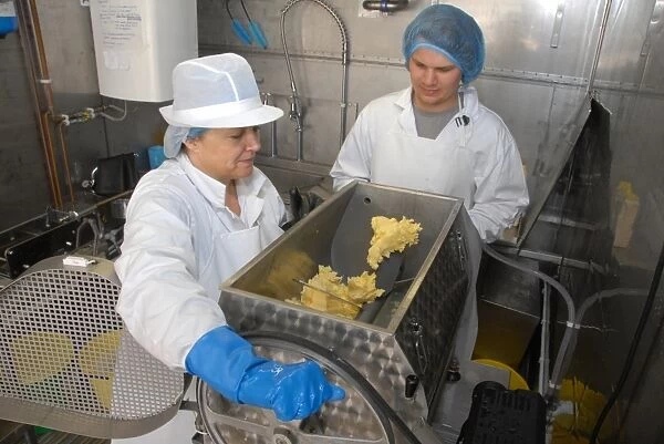 Workers using churn, making organically made butter from unpasteurized milk, on organic dairy farm, Hook and Son