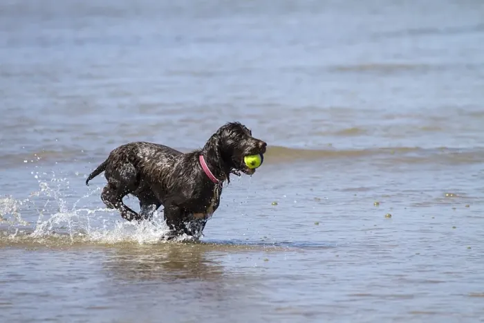 Framed Print : A Working Cocker Spaniel retreavinga ball in water
