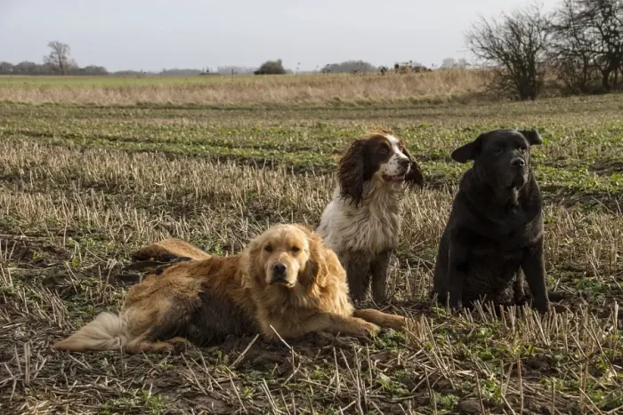 Framed Print : Working gun dogs in stubble field, Golden retriever, Springer spaniel, and black Labrador Framed Print : Working gun dogs in stubble field, Golden retriever, Springer spaniel, and black Labrador