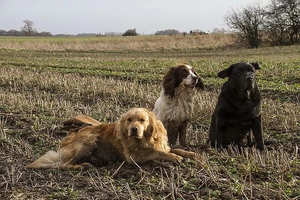 Working gun dogs in stubble field, Golden retriever, Springer spaniel, and black Labrador