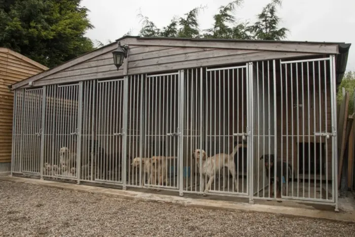 Framed Print : Working gundog kennels - Yellow labrador with puppies, Rottweiler in right end cage Framed Print : Working gundog kennels - Yellow labrador with puppies, Rottweiler in right end cage
